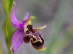 Ophrys_polyxo_Gennadi_1